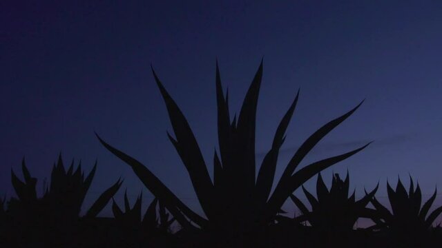 silhouette of a maguey and agave field in mexico
