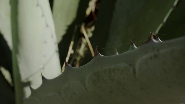 dangerous little spikes on a Mexican cactus