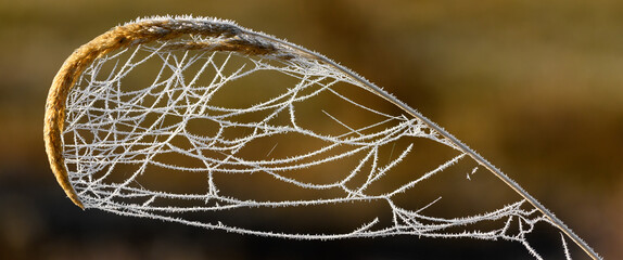 Ice webs