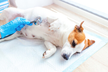 Veterinary pet care. A vet doctor in blue gloves examines the Jack Russell Terrier lying on a disposable diaper, listening to his breath or heart with a stethoscope. Consultation at the vet clinic.