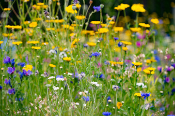 Aiuola con fiori di prato