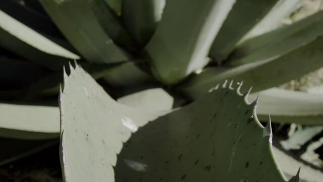 close up of a green maguey during the day