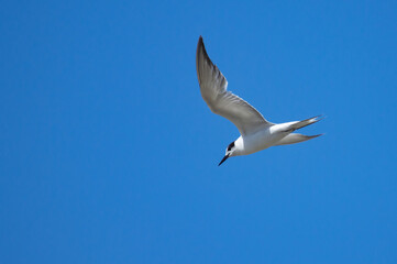 Fototapeta na wymiar Seabird in flight