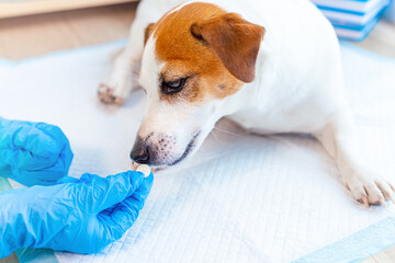 A vet doctor giving pill to obedient dog Jack Russell Terrier at the veterinary clinic. Pet health care concept. Pain relievers and vitamins for domestic animals, postoperative care.