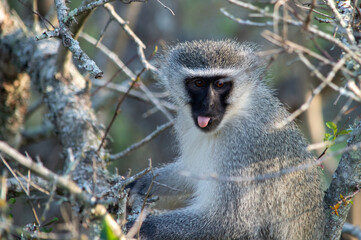 Monkey sticking he's tongue out