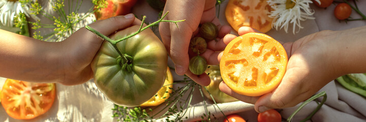 Children holding in hands organic fresh tomatoes from table served with tomatoes, gooseberries, fresh herbs and chamomiles from home garden on a linen tablecloth. Healthy ecological harvest concept
