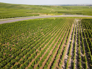 Aerial view on green vineyards in Champagne region near Epernay, France, white chardonnay wine grapes growing on chalk soils