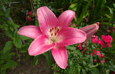 Beautiful pink lily with pink roses in the background. It's a asiatic hybric. The color is old pink  with white in the middle. The dots are dark red.