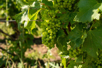 View on green vineyards in Champagne region near Epernay, France, white chardonnay wine grapes growing on chalk soils