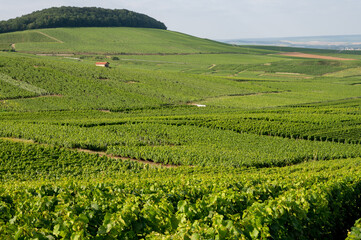 View on green vineyards in Champagne region near Epernay, France, white chardonnay wine grapes growing on chalk soils