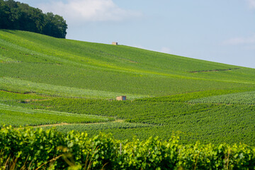 View on green vineyards in Champagne region near Cramant village,  France, white chardonnay wine...