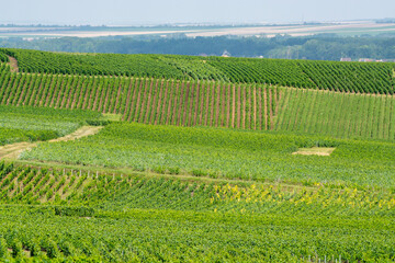Fototapeta na wymiar View on green vineyards in Champagne region near Cramant village, France, white chardonnay wine grapes growing on chalk soils