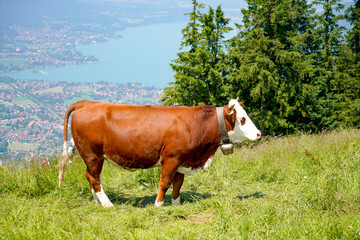 Happy cow on a high alpine pasture in the Tegernsee region in summer with lush grass and a great view