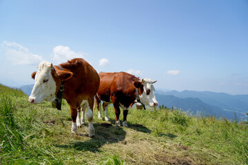 Fototapeta na wymiar Happy cow on a high alpine pasture in the Tegernsee region in summer with lush grass and a great view