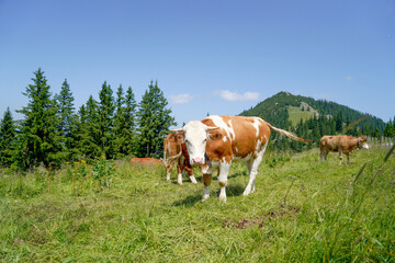 Fototapeta na wymiar Happy cow on a high alpine pasture in the Tegernsee region in summer with lush grass and a great view