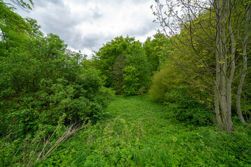 Fototapeta na wymiar path through the forest
