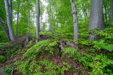 Fototapeta premium The Buchholzwald in Thuringia is a wonderful example of the natural beauty that this region of Germany has to offer.