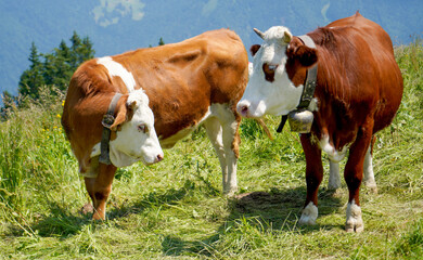 Happy cow on a high alpine pasture in the Tegernsee region in summer with lush grass and a great view