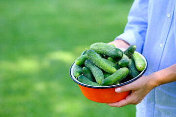 Farmer's hands holding bowl of fresh ripe cucumbers. Harvest concept.