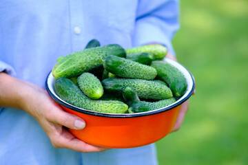 Female farmer holding fresh organic cucumbers in her hands, close up view. Harvest concept.