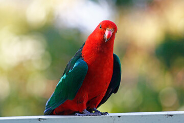 Australian King Parrot (front) - Powered by Adobe