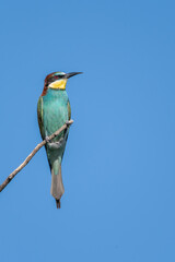 bird, nachplappern, tier, natur, wild lebende tiere, schnabel, ast, wild, bunt, feather, tropisch, bienenfresser,