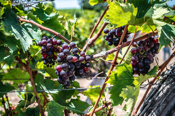 Close up of red wine grapes in a vineyard crop ready to be harvested. Green leafs around the...