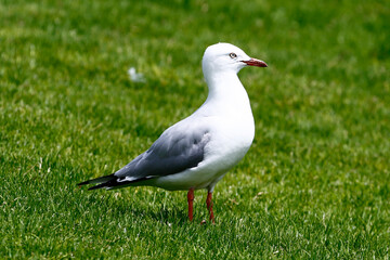 Silver Gull, Australia