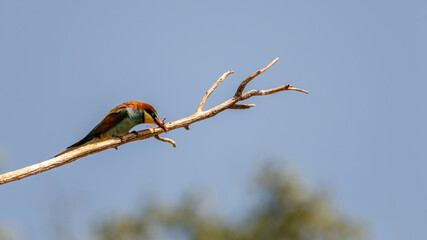 bird, nachplappern, tier, natur, wild lebende tiere, schnabel, ast, wild, bunt, feather, tropisch, bienenfresser,