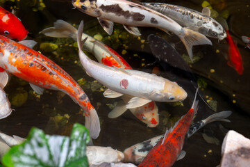 An injured koi fish swims in an artificial reservoir