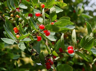 red berries on Lonicera xylosteum bush in summer close up