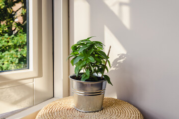 Green fresh basil plant in a metal flower pot standing on a small stool next to open window on a blurred green trees background. Culinary herb. Italian food ingredient. Healthy eating.