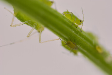 Blattlaus auf Blatt – Green Leaf with Aphid Macro