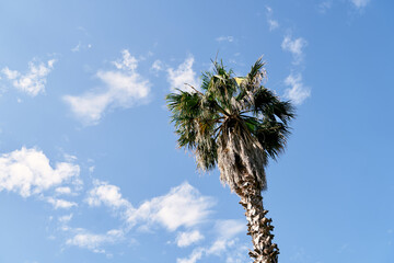 Top of a date palm against a blue sky with white clouds