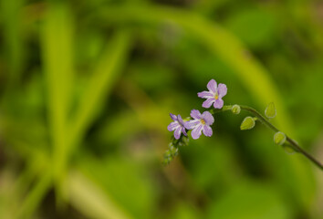 Ramo de flores violetas