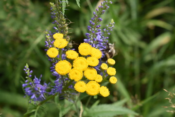 Tansy flowers on a background of multi-leaf lupine

