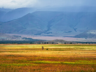 Bright summer steppe landscape. Steppe on the background of mountains.