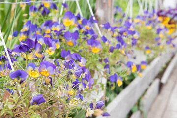 Delicate flowers grow outdoors in a flower bed. Growing flowers for food. Edible flowers