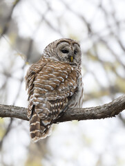 Barred Owl Sitting on Tree Branch in Spring
