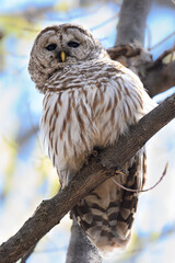 Barred Owl Sitting on Tree Branch in Spring, Closeup Portrait