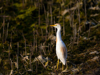 Cattle Egret,egret, population, bird, bubulcus, white, explosion, feather, africa, vertical, beach, wetland, cattle, awassa, ibis, nature, marsh, wildlife,Bubulcus ibis