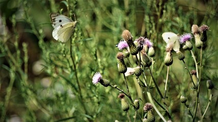 Bielinek kapustnik (Pieris brassicae) – gatunek motyla z rodziny bielinkowatych © Sławek