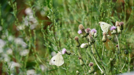 Bielinek kapustnik (Pieris brassicae) – gatunek motyla z rodziny bielinkowatych © Sławek