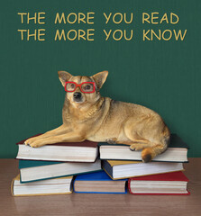 A beige dog in glasses is lying a pile of books. White background. Isolated.