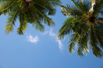 Fototapeta na wymiar Beautiful tropical palms and blue sky