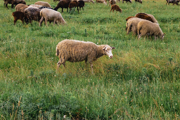 Obraz premium A field with grazing sheep in the countryside. A flock of sheep grazes on the green grass in a field on a sunny summer day.