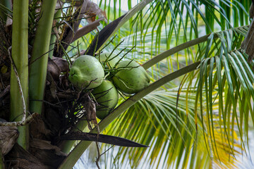 Young green coconut on a palm tree. Coconut plantation, cultivation of coconuts - obrazy, fototapety, plakaty