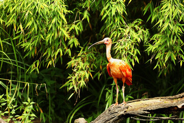 The scarlet ibis (Eudocimus ruber) sitting on the old branch. - obrazy, fototapety, plakaty