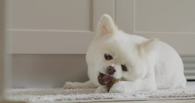 Pomeranian dog chewing treat for clean teeth and healthy gums
