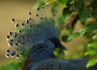 The Victoria crowned pigeon (Goura victoria) detail, portrait.